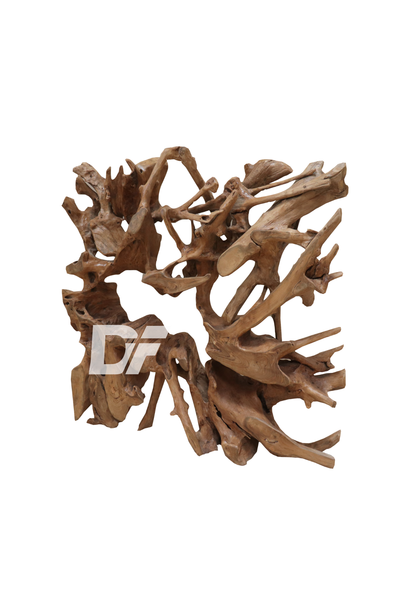 Orvane Root